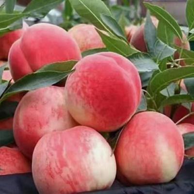 蜜桃批发新亮点 甘肃天水秦安蜜桃4.00元/斤，成熟上市正当时